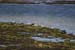 20120508_aranportchowrughsealcolony06