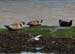 20120508_aranportchowrughsealcolony09