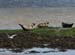 20120508_aranportchowrughsealcolony10