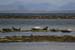 20120508_aranportchowrughsealcolony11