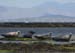 20120508_aranportchowrughsealcolony13