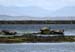 20120508_aranportchowrughsealcolony14