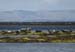 20120508_aranportchowrughsealcolony16