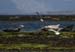 20120508_aranportchowrughsealcolony17