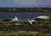 20120508_aranportchowrughsealcolony18