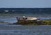 20120508_aranportchowrughsealcolony20