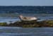 20120508_aranportchowrughsealcolony21