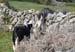 20120508_aranteampallchiarainhorsecow