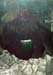 20120509_aranpuffingholee12