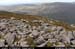 sugarloafhilltop_westslopes3