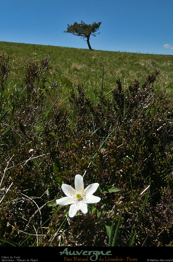 20130613_creteforez_valcivieres_plateaupegrol3