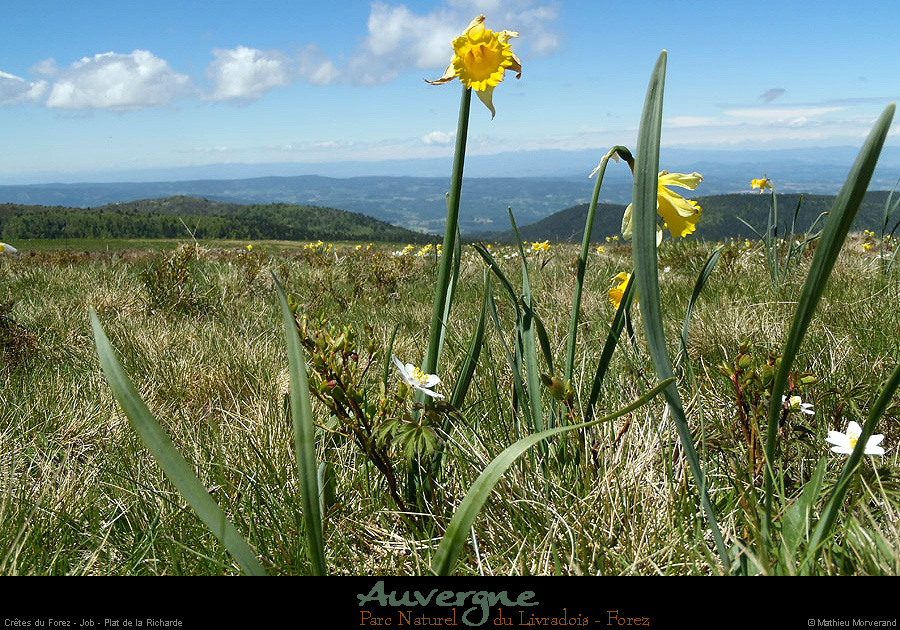 20130613_pierresurhaute_job_platdelaricharde2