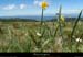 20130613_pierresurhaute_job_platdelaricharde2