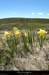 20130613_pierresurhaute_job_platdelaricharde4