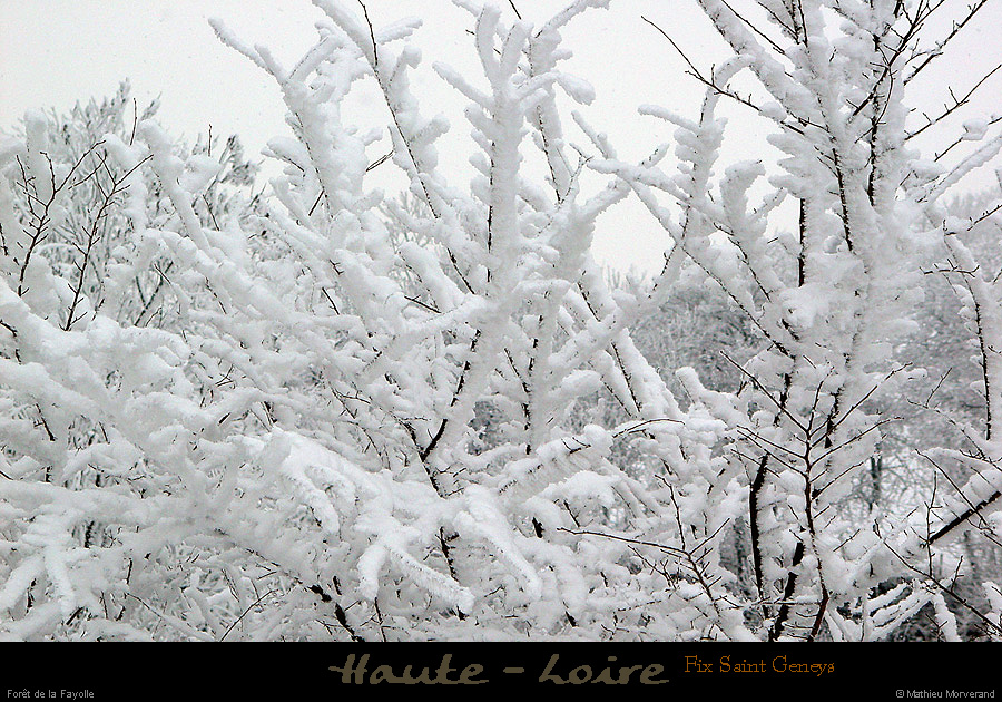 20030111_fixstgeneys_vegetationetneige_13