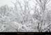 20030111_fixstgeneys_vegetationetneige_13