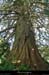 20130617_livradois_stjeandesollieres_sequoia1