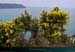 20040215_plouha_sentier_douaniers_ajoncs_03