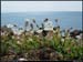 20040412_arzon_petitmont_rivage_fleurs_2