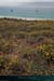 20150715_houat_plagetreachsalus6