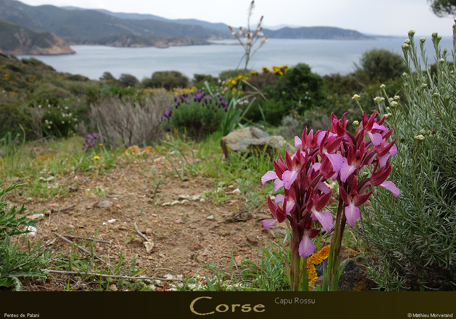20180415_capurossu_sentier05