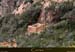 20180415_capurossu_ruines06