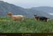 20180415_pianaosini_chevres1