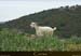 20180415_pianaosini_chevres2