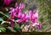 20180414_sentierspiloncafleurs