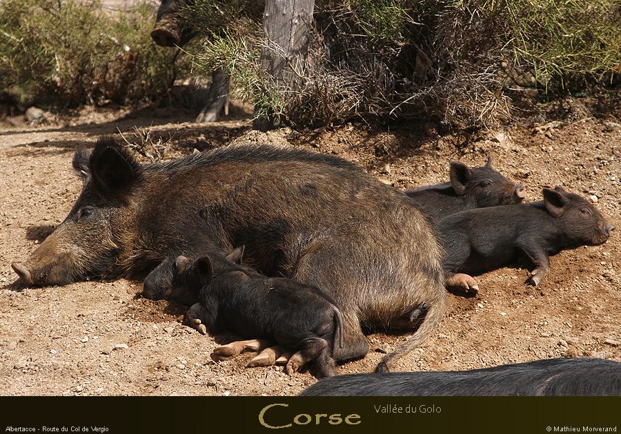 20180414_rtecolvergiocochons