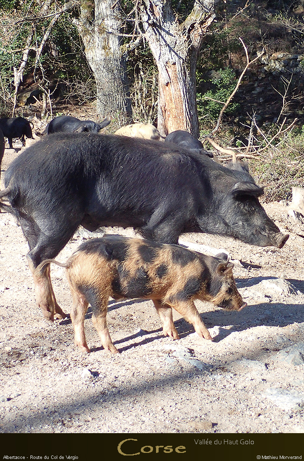 20170405_golocochon02