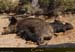 20180414_rtecolvergiocochons