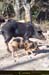 20170405_golocochon02
