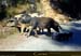 20170405_golocochon03