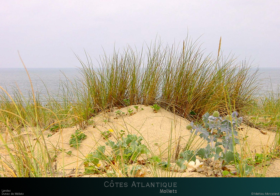20010727_moliets_dunes2