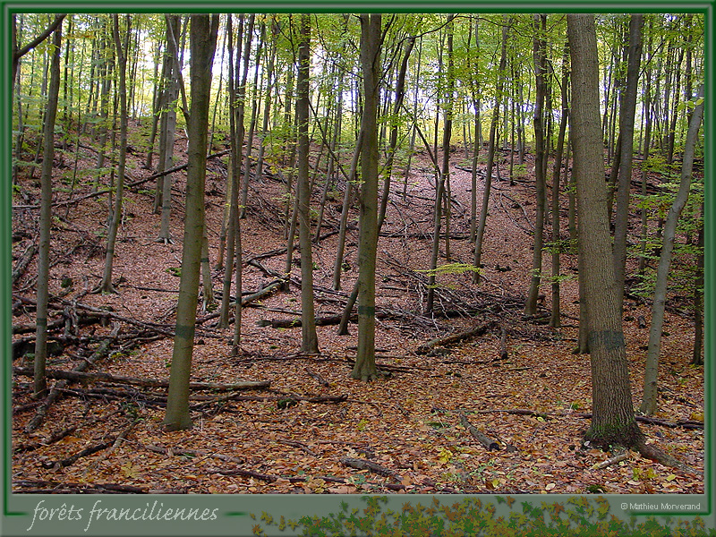 20031102_stcucufa_foretsidf_021