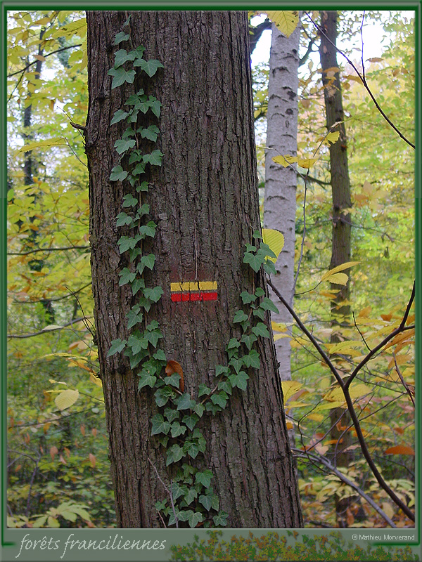 20031102_stcucufa_foretsidf_025