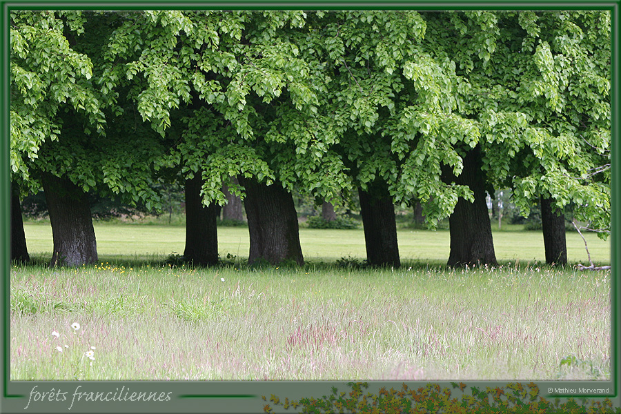 20050521_thoiry_foretsidf_010