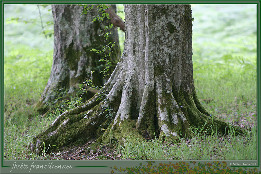 20050612_foretsidf_001
