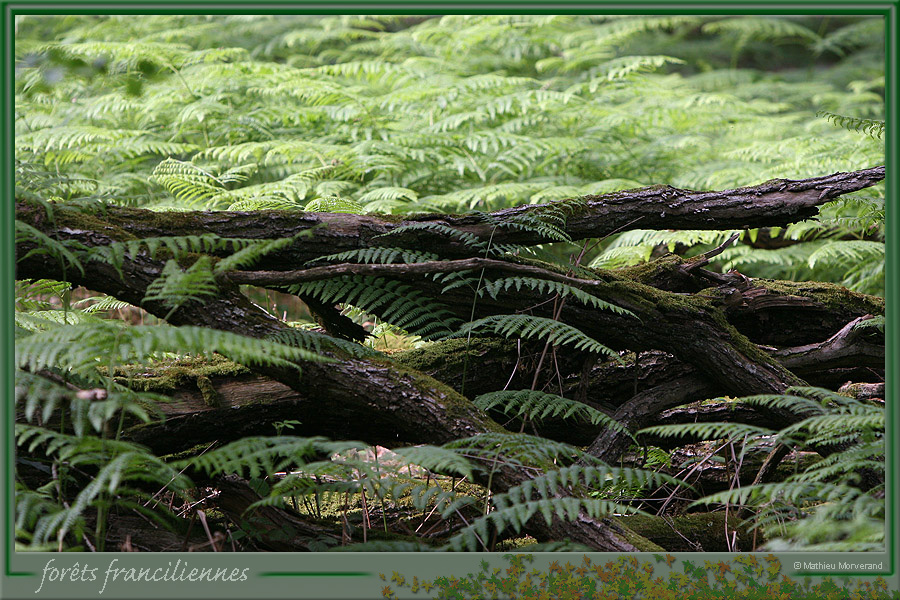 20050612_foretsidf_011