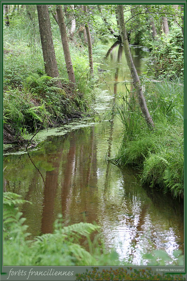 20050612_rambouillet_foretsidf_026