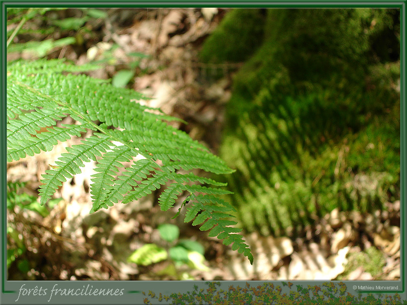 20050625_isleadam_foretsidf_015