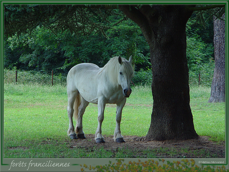 20050702_stcloud_foretsidf_012