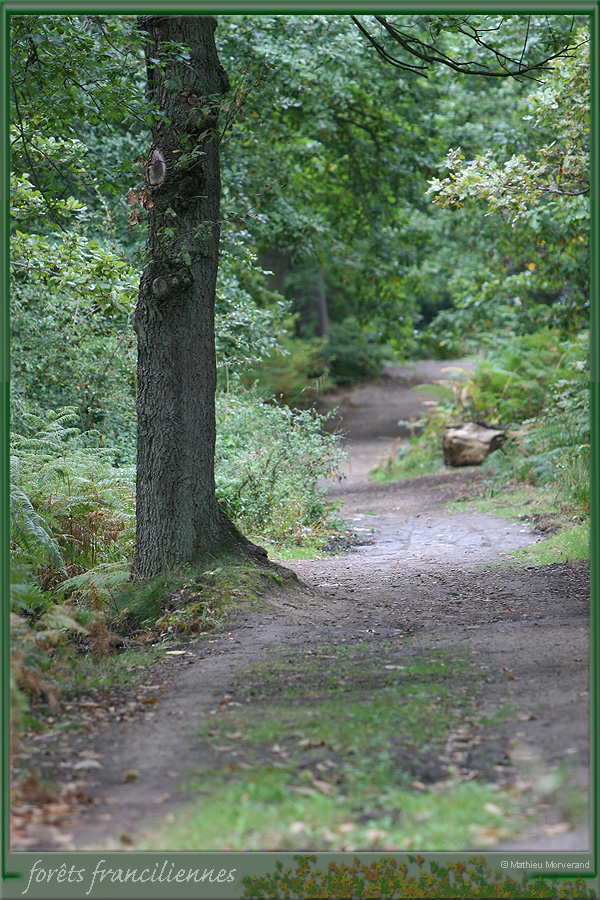 20050925_foretsidf_030