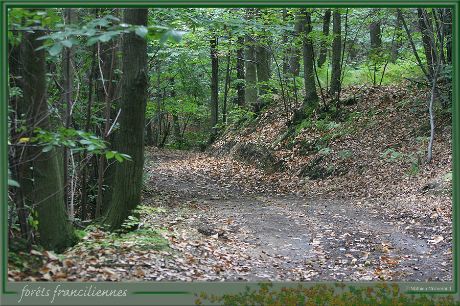 20050925_foretsidf_031