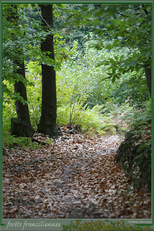 20050925_foretsidf_032