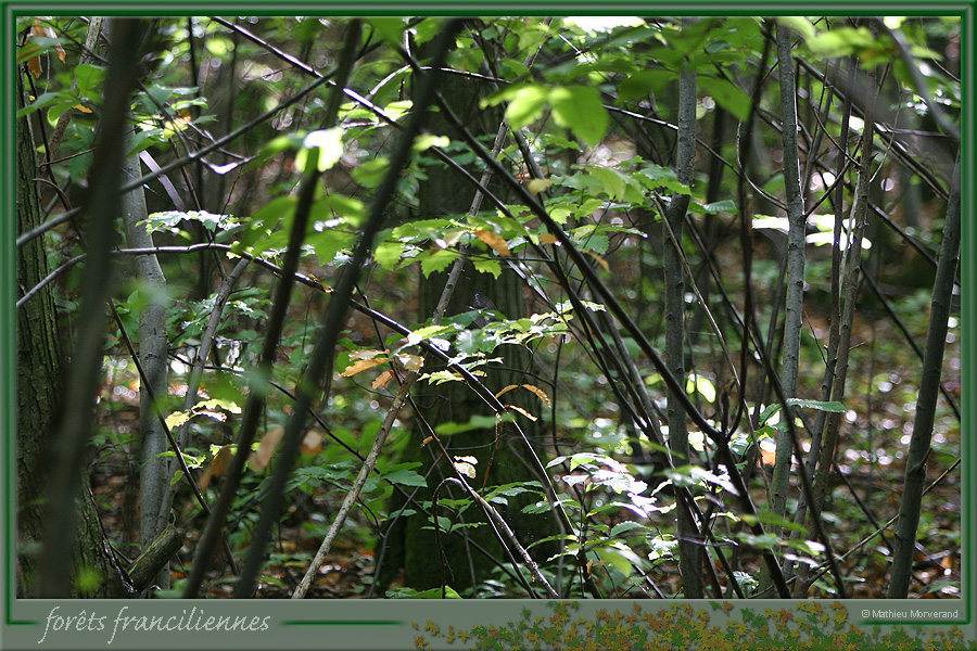 20050925_foretsidf_036