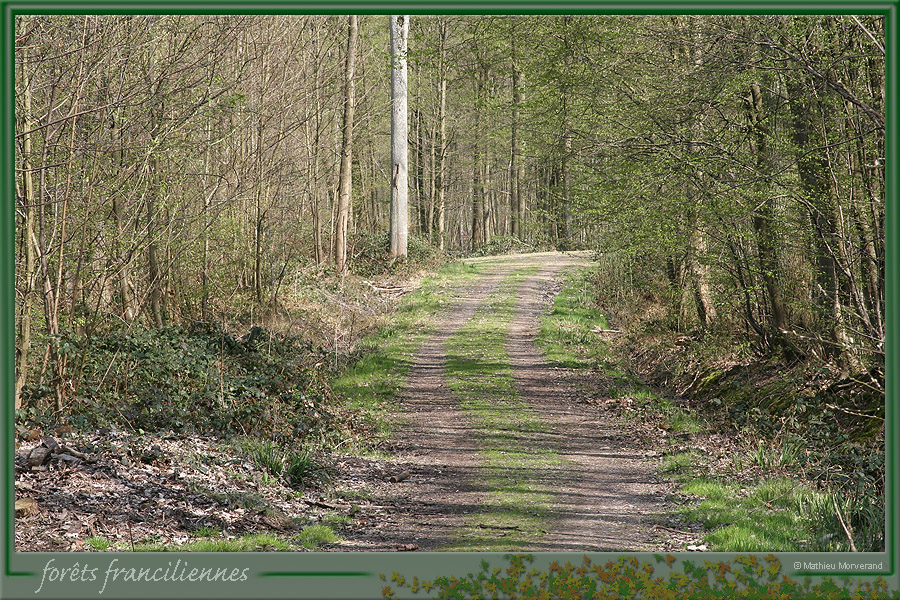 20060417_foretsidf_054