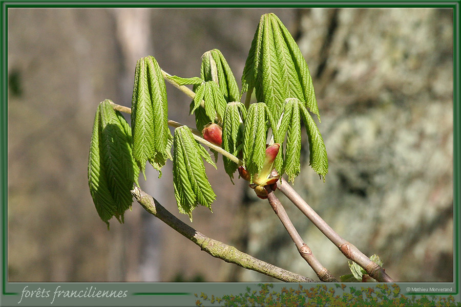 20060417_foretsidf_057