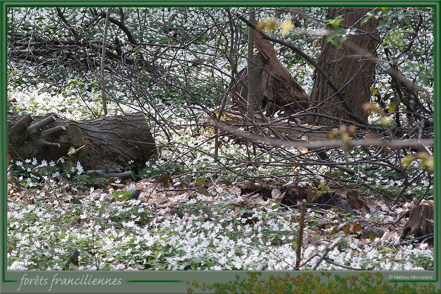 20060417_foretsidf_058